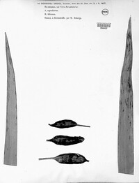 Rachicladosporium iridis image